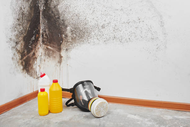 Best Attic Mold Removal  in Logan, NM