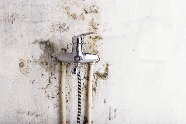 Best Mold Remediation  in Logan, NM
