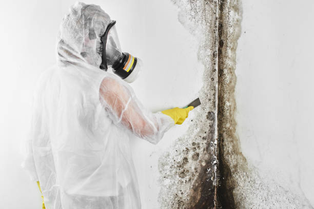 Best Professional Mold Removal  in Logan, NM