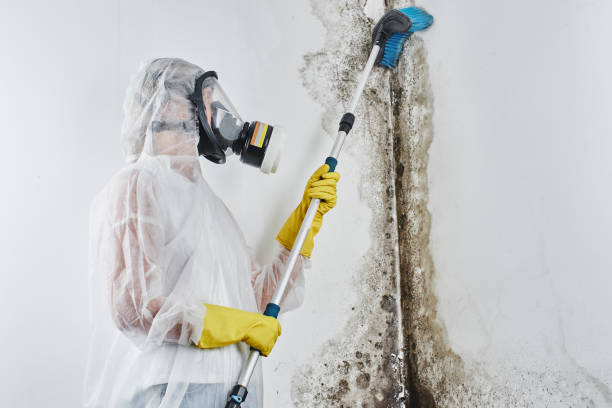 Best Attic Mold Removal  in Logan, NM