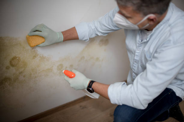 Best Mold Removal and Inspection  in Logan, NM