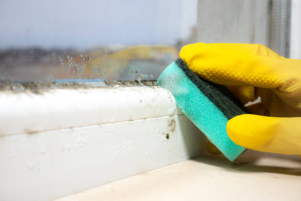 Best Crawl Space Mold Removal  in Logan, NM