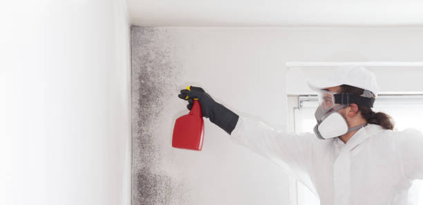 Certified Mold Removal in Logan, NM