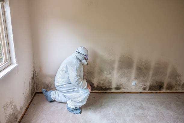 Best Toxic Mold Removal  in Logan, NM