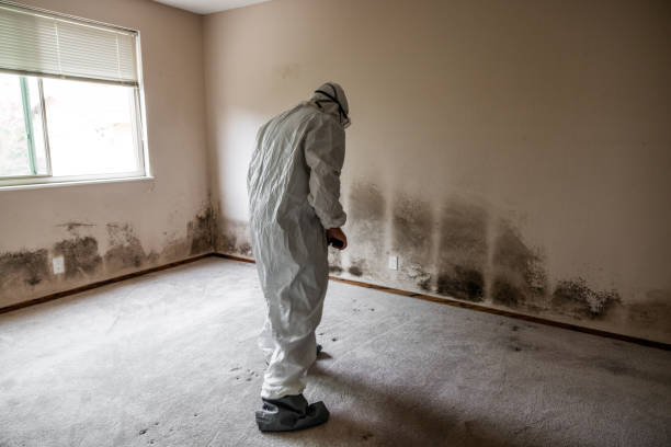 Logan, NM Mold Removal Company