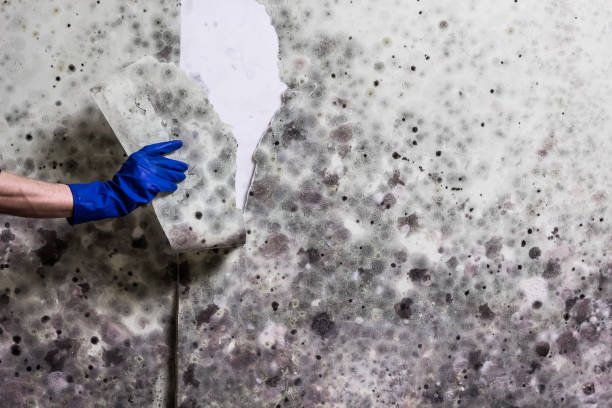 Best Mold Damage Repair  in Logan, NM