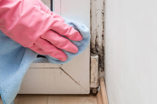 Best Residential Mold Removal  in Logan, NM