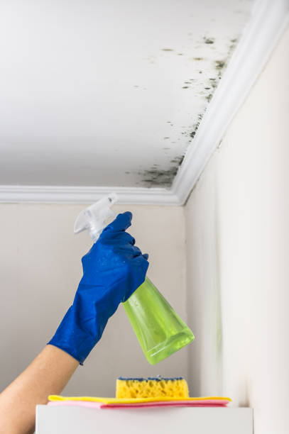Best Affordable Mold Removal  in Logan, NM