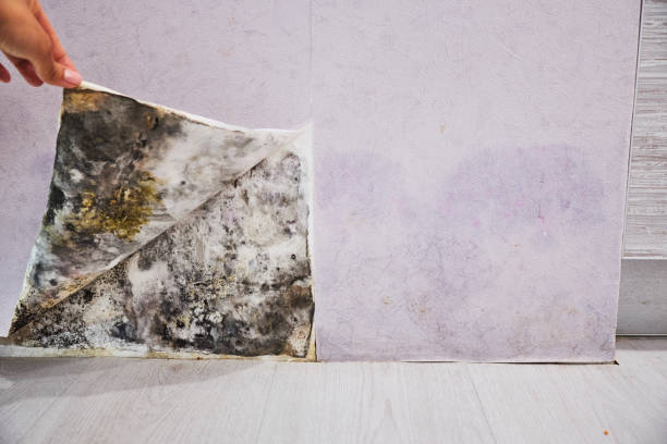 Best Best Mold Removal Companies  in Logan, NM